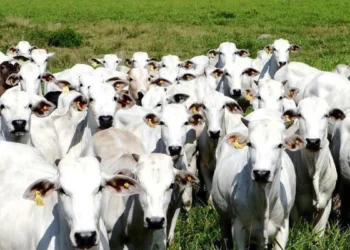 Foto: Reproduç
ão/Adepará