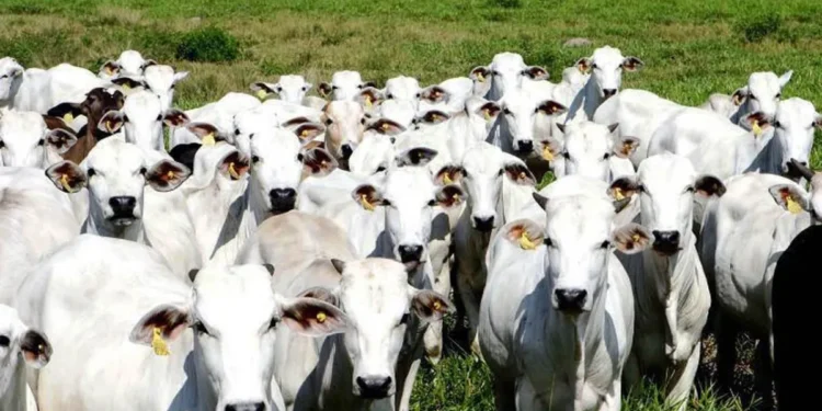 Foto: Reproduç
ão/Adepará
