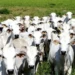 Foto: Reproduç
ão/Adepará