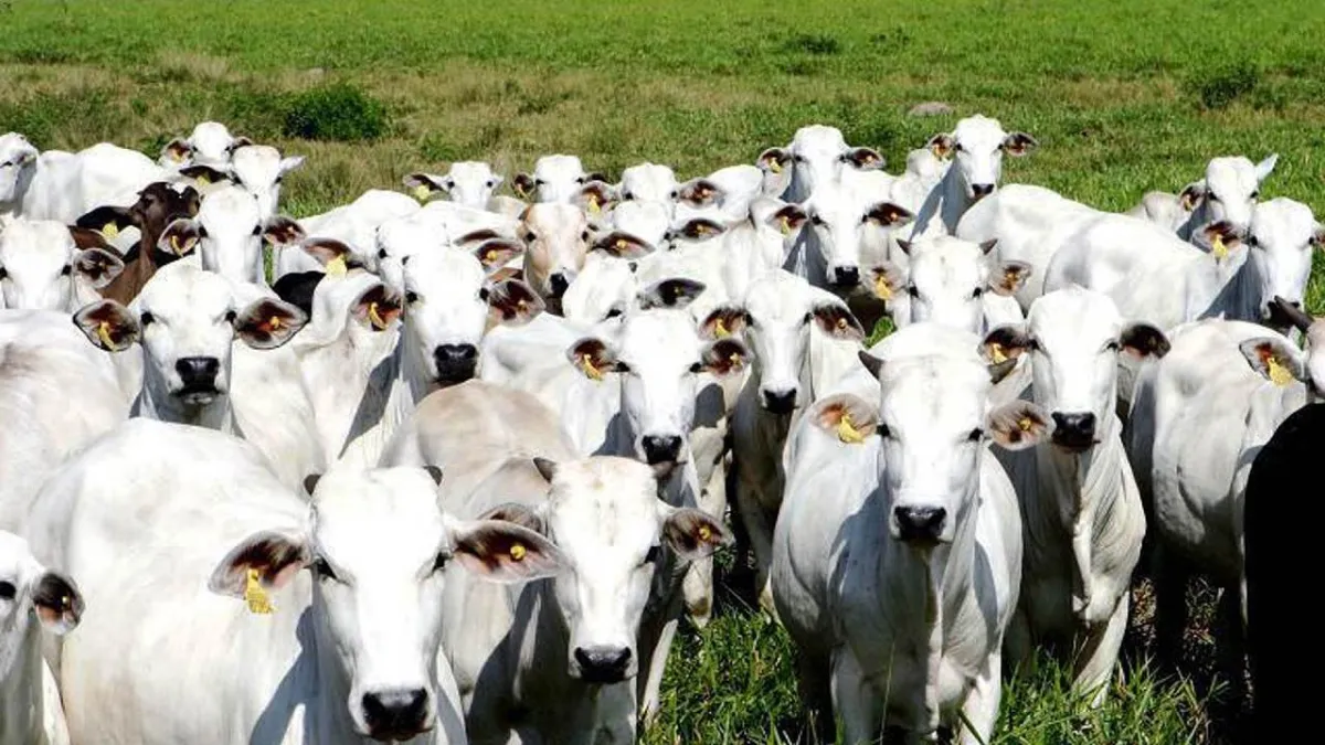 Veto à carne brasileira deve ser mantido na Europa após governo perder prazo para reversão