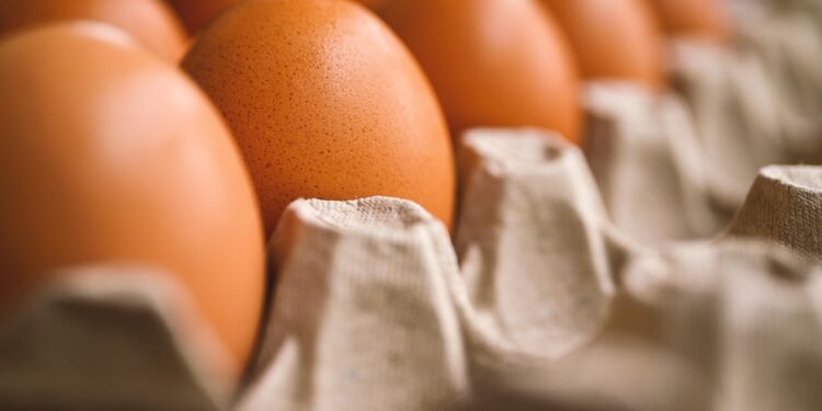 Lote com mais de 1,5 milhão de cartelas de ovo são recolhidas por suspeita de salmonela - Pixabay