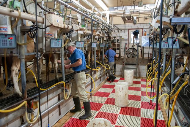 Tradicional fabricante de leite brasileira suspende produção e libera funcionários em meio à crise financeira